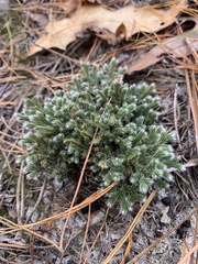 Selaginella arenicola
