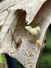 Marasmiellus