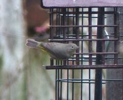 Leiothlypis virginiae