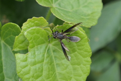 Sphiximorpha barbipes