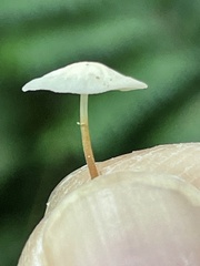 Marasmiellus
