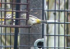 Leiothlypis virginiae