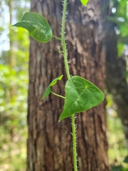 Echinostephia aculeata