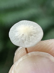 Marasmiellus