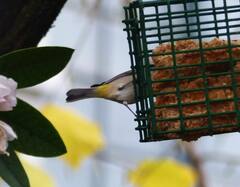 Leiothlypis virginiae