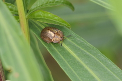 Chelymorpha cribraria