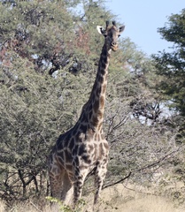 Giraffa camelopardalis