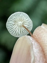 Marasmiellus