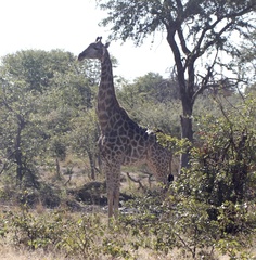 Giraffa camelopardalis