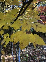 Acer rubrum
