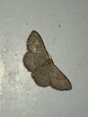 Leptostales pannaria