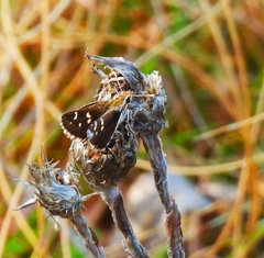Kedestes barberae