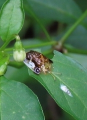 Helocassis testudinaria