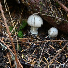 Leucoagaricus leucothites