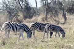 Equus quagga chapmani