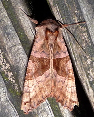 Phlogophora periculosa