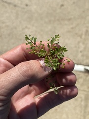 Phyllanthus tenellus