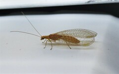 Chrysoperla plorabunda