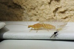 Chrysoperla plorabunda