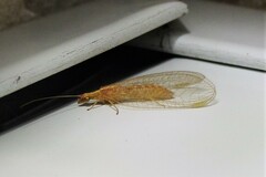 Chrysoperla plorabunda