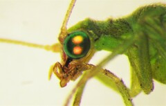 Chrysoperla downesi