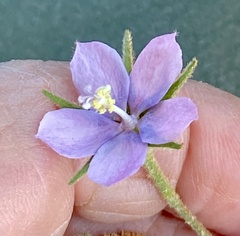 Hibiscus burtonii