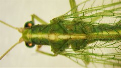 Chrysoperla downesi