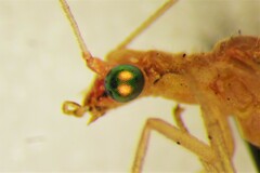 Chrysoperla plorabunda