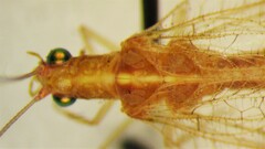 Chrysoperla plorabunda