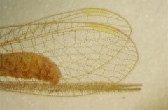 Chrysoperla plorabunda