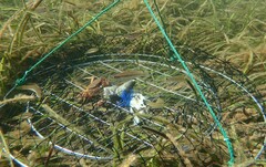 Nectocarcinus integrifrons
