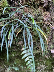 Haplopteris anguste-elongata