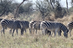 Equus quagga chapmani