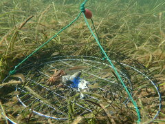 Nectocarcinus integrifrons