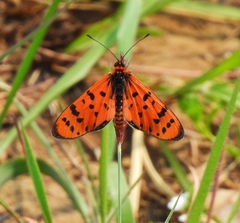 Acraea