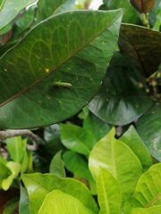Cicadellinae