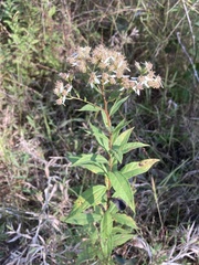 Doellingeria sericocarpoides