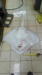 Bathyraja brachyurops