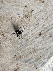 Polyrhachis australis