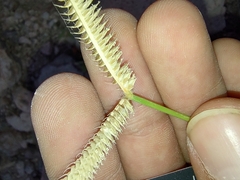 Dactyloctenium aegyptium