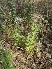 Doellingeria sericocarpoides