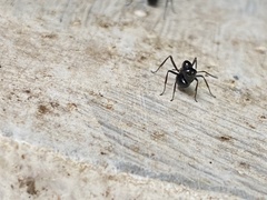 Polyrhachis australis