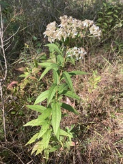 Doellingeria sericocarpoides