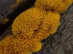 Trentepohlia aurea