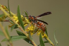 Polistes fuscatus