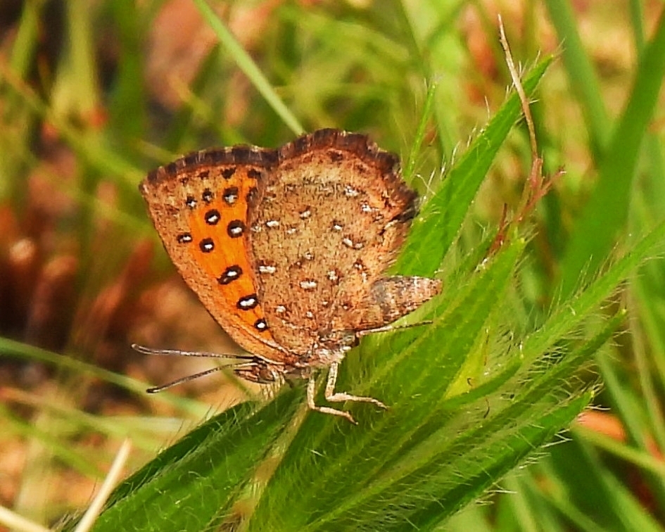 Swanepoel's copper