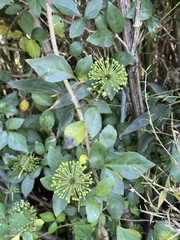 Eleutherococcus trifoliatus