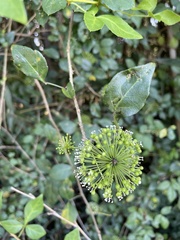 Eleutherococcus trifoliatus