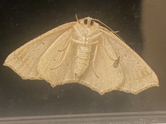 Tetracis jubararia
