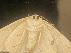 Tetracis jubararia